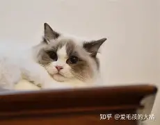 不是，某个群体怎么和主子一样，闭着眼睛撒谎，张嘴就来。