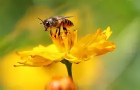 小蜜蜂曾承诺今夏可2600万镑放走维萨，现